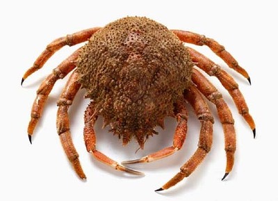 Comeza a campaña extractiva da centola nas provincias da Coruña e Pontevedra Comeza a campaña extractiva da centola nas provincias da Coruña e Pontevedra