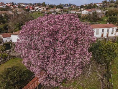 O Rosal quere converter o Magnolia Soulangeana de San Miguel de Tabagn en rbore senlleira