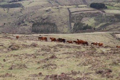 -Life GrazeLIFE- alerta do -alto risco de desaparicin- do ecosistema tradicional dos cabalos salvaxes en Galicia e urxe s Administracins a tomar medidas para -salvagardalo-