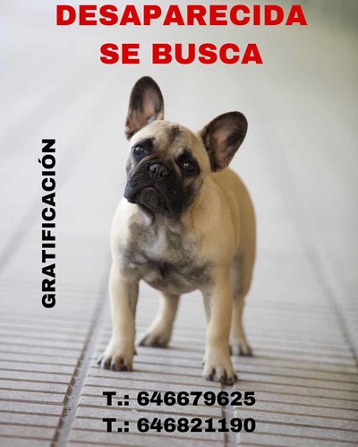Se busca perra Bulldog Francs desaparecida en Torroa