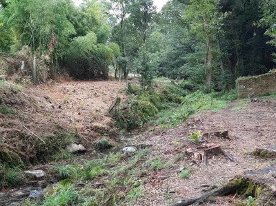 La CHMS invierte ms de 170.000euros en la eliminacin de especies invasoras en el ro Cotarel a su paso por el municipio pontevedrs de Tui