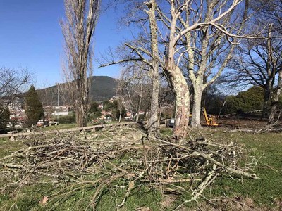 O Concello da Guarda inicia a poda e revisin de especies arbreas en parques pblicos do municipio