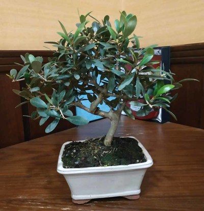 O Concello de Tui foi agasallado cun bonsai coa lenda -Lembra as tas races- pola Red de Juderas