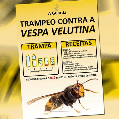 O Concello da Guarda informa sobre como combater os nios primarios da vespa velutina