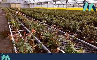 A Universidade de Vigo desenvolver este venres en Tomio unha xornada de transferencia de coecemento con empresas do sector da hortofloricultura