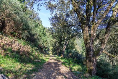 A Xunta concede unha axuda para conservar a Sobreira Natural do Faro en Oia, unha das poucas que existen en Galicia