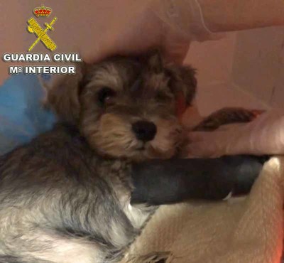 La Guardia Civil investiga en Tui (Pontevedra) una estafa en la venta de perros a travs de Internet 