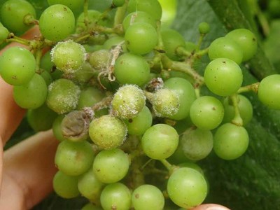 Areeiro recomenda seguir vixiando as vias e continuar coas podas en verde, esfollados e rozas para facer fronte ao mildio