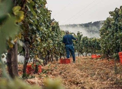 Altos de Torona inicia la vendimia en O Rosal 