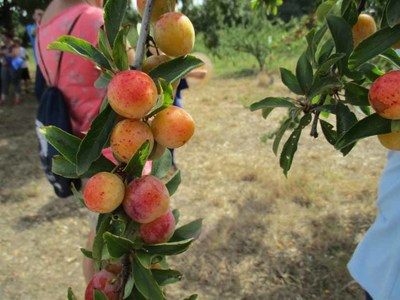 La Asociacin de Comerciantes de O Rosal pone en valor el mirabel con una feria llena de actividades