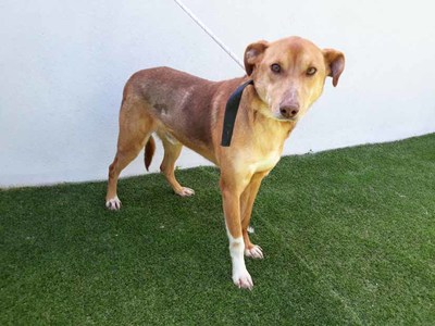 CAAN pecha 2022, outro ano excepcional, con 616 adopcins de cans e cadelas que atoparon un fogar