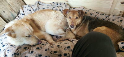 El Centro de Acogida y Proteccin de Animales de la Diputacin consigue la adopcin de -Pasalo-