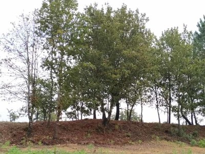 Tomio quiere llenar sus franjas secundarias de seguridad y bosques autctonos
