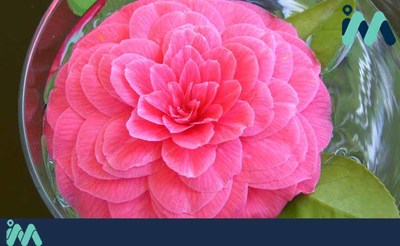A camelia, protagonista da fin de semana en Tui