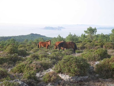 O IEM oponse ao Parque Elico Torroa I por ser -unha ameaza mis para os garranos da Groba-