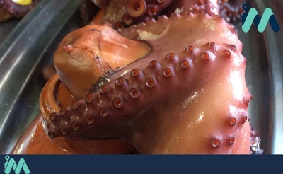Este viernes comienza la veda del pulpo en toda Galicia y finaliza el 3 de julio