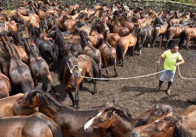 Nova oportunidade para asistir aos curros de Oia, este domingo en Mougs 