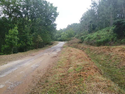 Cerveira tem em curso limpeza florestal em 46ha