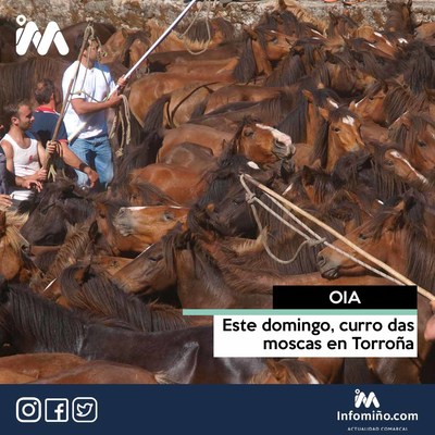 Este domingo, curro das moscas en Torroa