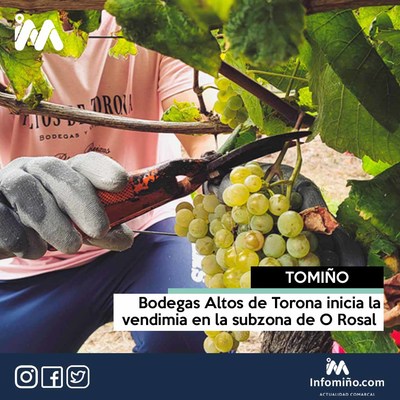Bodegas Altos de Torona inicia la vendimia en la subzona de O Rosal 