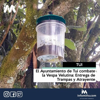 El Ayuntamiento de Tui combate la Vespa Velutina: Entrega de Trampas y Atrayente