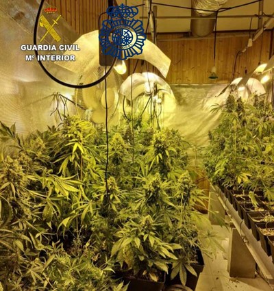 Detenidas 6 personas integrantes de una organizacin criminal dedicada al cultivo y trfico de drogas en una investigacin conjunta de Guardia Civil y Polica Nacional 