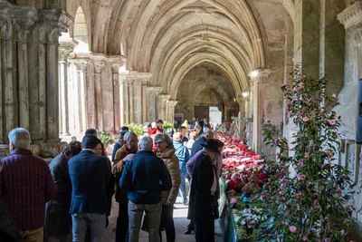 La camelia toma protagonismo en Tui durante el fin de semana con la IX Muestra organizada por ATUCA