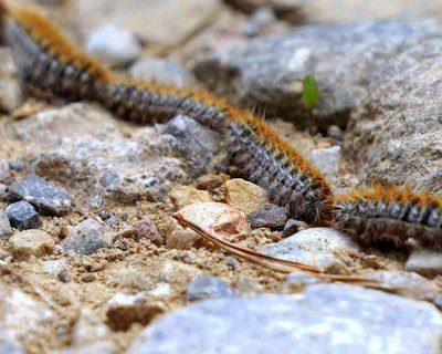 La plaga de procesionaria llega en pleno invierno  