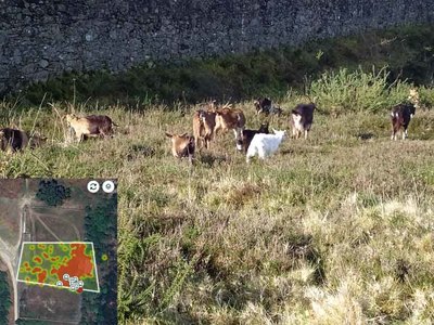 El Pastoreo de Cabras Innovado en el Metaverso: Montes de Camposancos Lidera el Camino