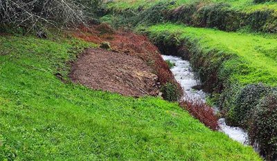 Concello de Tui solicita colaboracin para eliminar bamb en ro Furnia