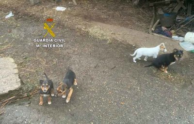 La Guardia Civil investiga a una persona en Tui por abandono y maltrato animal 