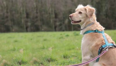 Nace en Galicia el (Wo)Mantrailing: La Nueva Forma de Entretenimiento Canino con Fines Prcticos