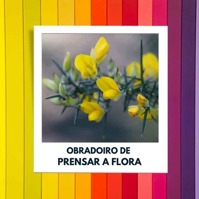 Descubre la biodiversidad de Tomio con el obradoiro de prensado de flora de la OMIX