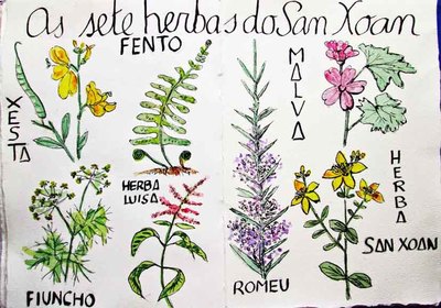 Galicia celebra San Juan con las emblemticas -Herbas de San Xon-