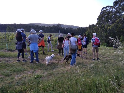  Terras Gauda Ofrece Enoturismo Petfriendly con Caminata Guiada
