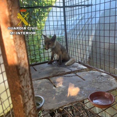 Descubrimiento Alarmante: La Guardia Civil Rescata Animales en Condiciones Precarias en O Rosal