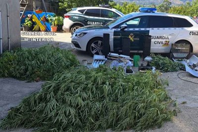 Operativo en Salvaterra: La Guardia Civil incauta 50 plantas de marihuana y investiga a dos vecinos