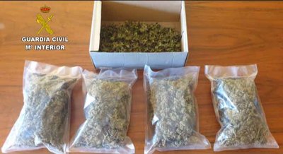 Investigacin en Tui: La Guardia Civil Detiene a Hombre por Cultivo de Drogas y Confisca Cannabis