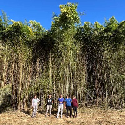 Innovador proyecto en Tomio: ovejas contra flora extica en la Red Natura 2000