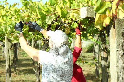 Comienza la vendimia 2024 en Adega Pateira: calidad y tradicin en viedos recuperados de O Rosal