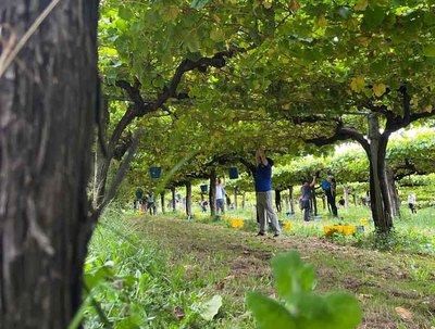 La vendimia en Ras Baixas alcanza 30 millones de kilos de uva, destacando la calidad y el buen estado sanitario