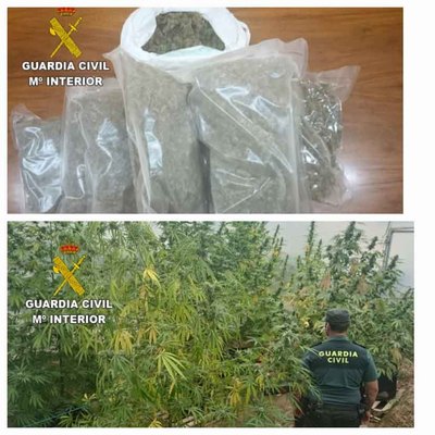 Desmantelan plantacin de marihuana en Covelo: la Guardia Civil de Tui incauta 4 kg de cogollos y 9 plantas de gran tamao