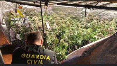 La Guardia Civil investiga a un vecino de Oia por cultivo ilegal de marihuana en Santa Mara de Oia