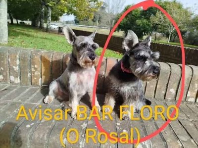 -ENCONTRADO- Schnauzer desaparecido en la zona de Martn, O Rosal, durante la Nochevieja