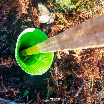 Valena planta 100.000 rboles autctonos para regenerar su paisaje forestal