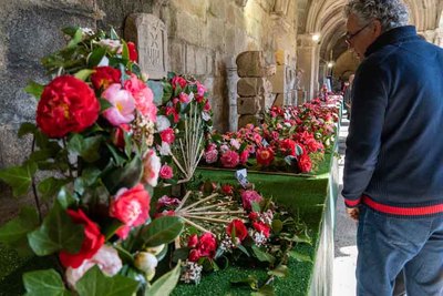 La camelia toma protagonismo este fin de semana en Tui con ms de 75 expositores