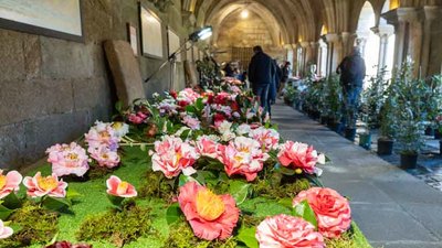 La X Mostra da Camelia en Tui deslumbra con creatividad y belleza