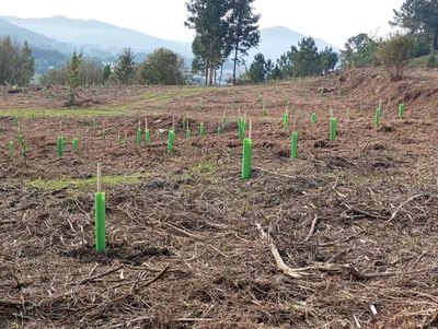 Cerveira avanza en su gestin forestal con la reforestacin de 30 hectreas