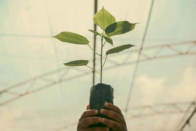 Azevim Nature impulsa la reforestacin con su iniciativa -Reserva Verde-