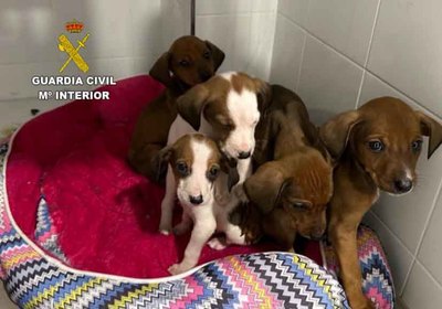 Investigado un vecino de A Guarda por abandono de una camada de cachorros